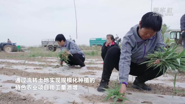 河北盐山:“田间打工族”助力农事管理