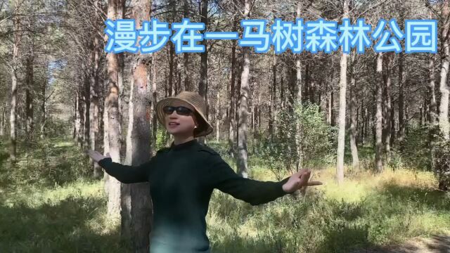 50年前这里是一片黄沙,现在是一片绿洲,吉林双辽一马树森林公园