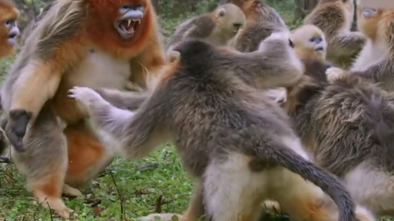 秦岭金丝猴打架场面激烈:猴王左右勾拳猛扑对手 群猴一拥而上