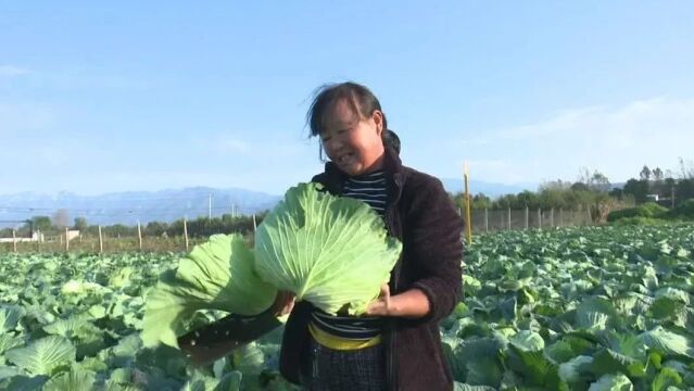 赤水镇:莲花白喜获丰收 市场走俏助农增收