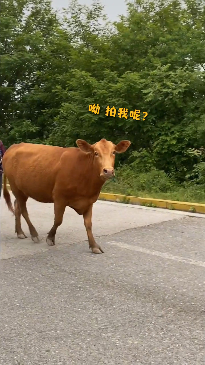 网友路遇黄牛"假动作"吓一跳!网友:这牛很幽默啊