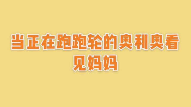 金丝熊看看带着黑色面具的奥利奥有多粘人吧