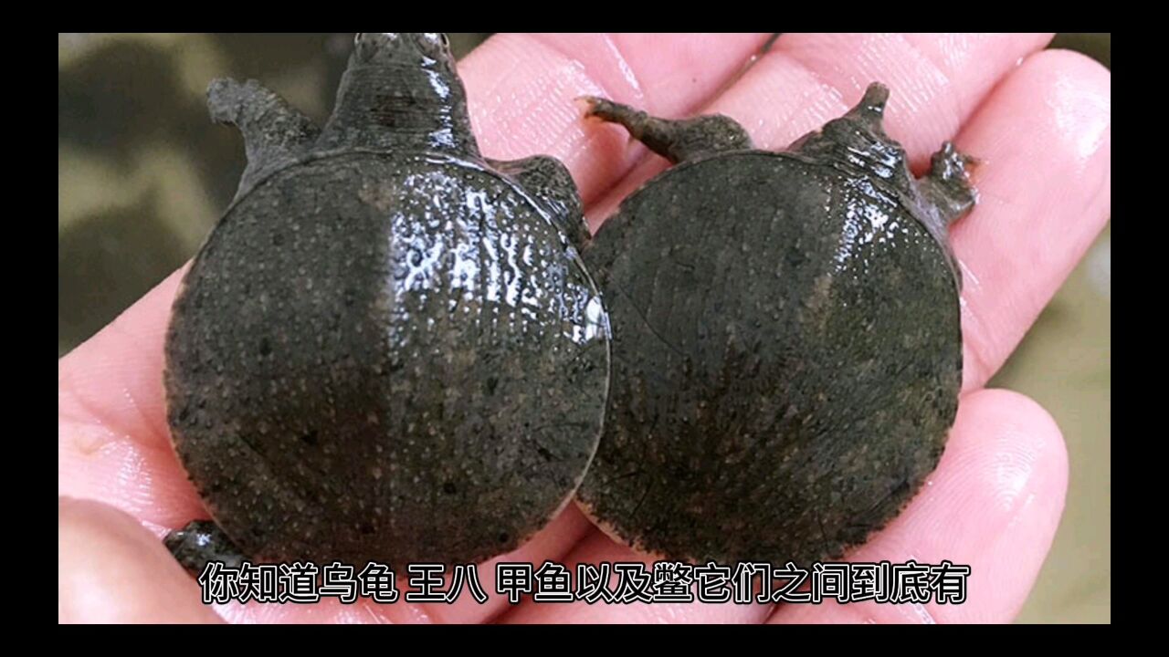 你知道乌龟、王八、甲鱼以及鳖,它们之间到底有什么区别吗?_高清1080P在线观看平台_腾讯视频
