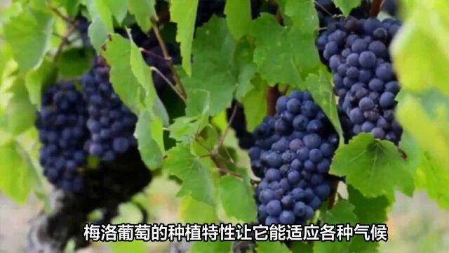 梅洛葡萄广泛种植于全世界的法国葡萄