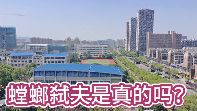 《科学24小时》| “螳螂弑夫”是一定会发生的吗?