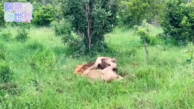 被雄狮袭击的二哥,没多久便翻了白眼狮子鬣狗野生动物零距离秃鹫