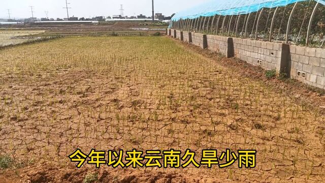 云南干旱:田地没水,水稻无法种植