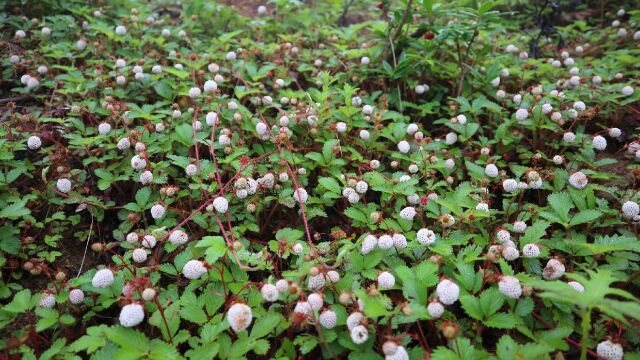 秦岭大山里的野生白草莓,采到手软,漫山遍野没人摘