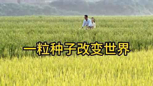 一粒种子改变世界，杂交水稻艰辛地研究之路，缅怀科学家袁隆平