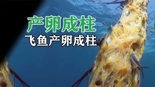动物奇观飞鱼除了会飞,还产卵在棕榈叶上,再沉入海底_高清完整版视频在线观看_腾讯视频