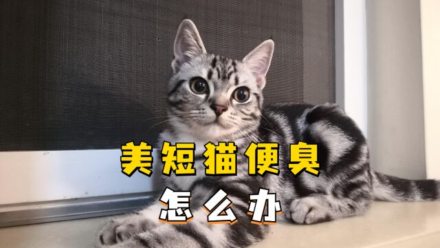 美短猫拉屎臭怎么解决