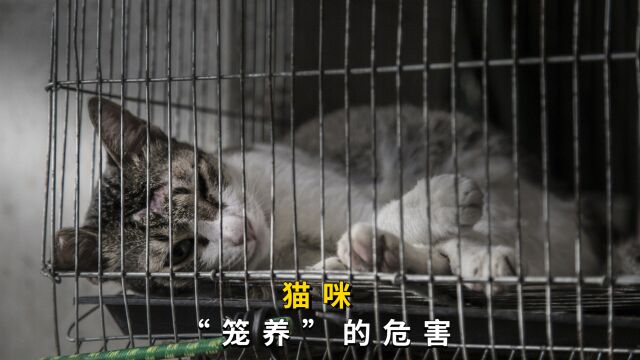 “笼养”猫咪,危害很大