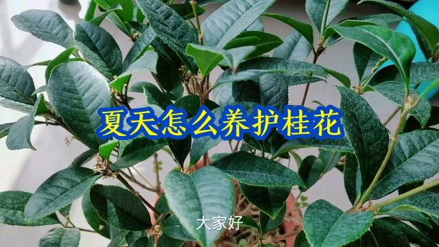 夏天这样养护桂花生长旺盛