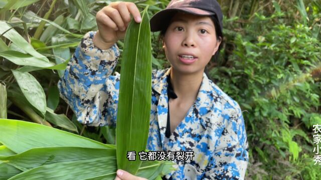 小秀去山上摘粽叶,新鲜长出来的箬叶,网友们买的太值了!