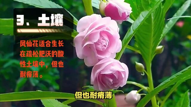 凤仙花:绽放生命之美,带你走进指尖上的色彩世界