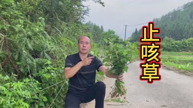 小孩都认识的“止咳草”,它的用途超级厉害,快来认识并了解一下