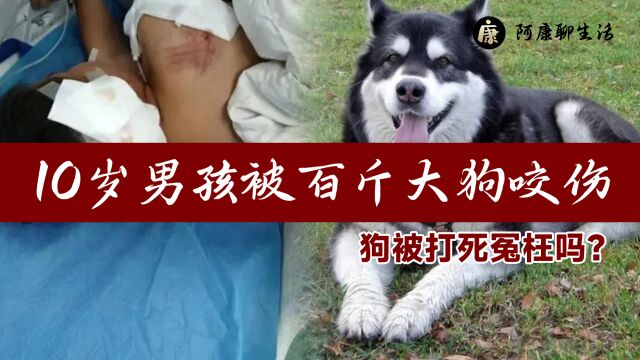 又一起恶犬咬人事件!10岁男孩被百斤大狗咬伤,狗被打死冤枉吗?