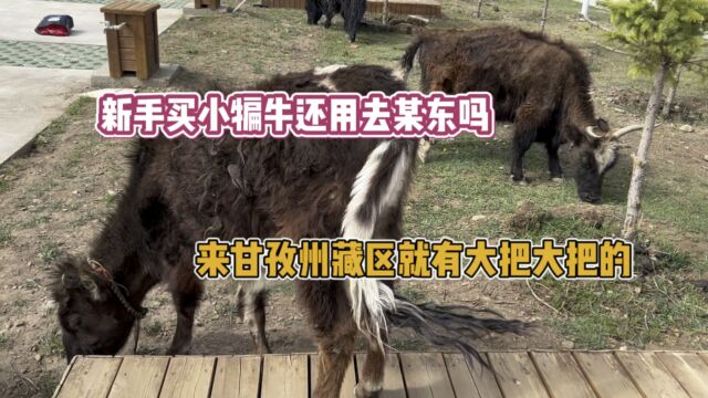 新手图便宜买小犏牛还用去某东吗?四川甘孜州就有,长势让你崩溃