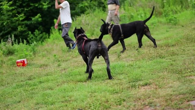 #普雷萨加纳利犬 #猛犬 #卡斯罗 #加纳利 #萌宠