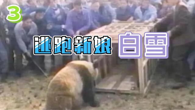 大熊猫界的越狱鼻祖,“逃跑新娘”白雪的传奇熊生!(3)