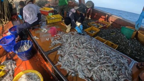 国外赶海抓鳗鱼,泥滩里捉竹节虾青蟹,出海捕捞帝王蟹鱼群越南深海捕捞鱼群,用拖网捕捞5000斤鱿鱼,必须让大家见识一下_高清完整版视频在线观看_腾讯视频