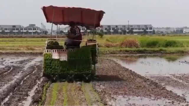 安徽颍上完成水稻插秧50万亩,机械化育秧抢农时