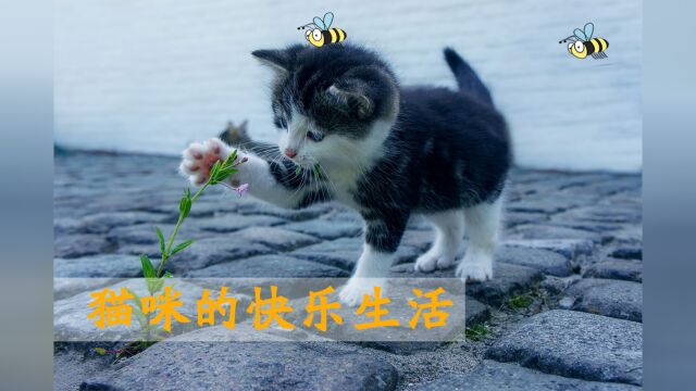 搞怪猫咪已上线!