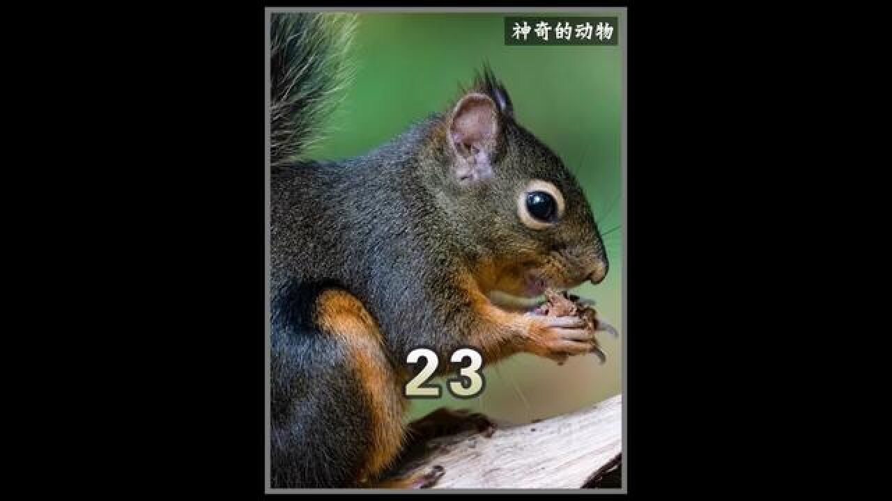 世界上最小的灵长类动物侏儒狨猴#纪录片#侏儒狨猴_腾讯视频