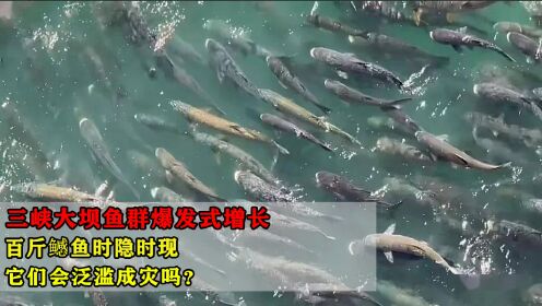 三峡大坝鱼群爆发式增长，百斤鳡鱼时隐时现，它们会泛滥成灾吗？