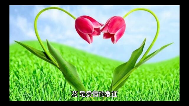 花是爱情的象征