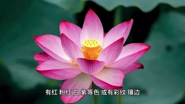 “封花神”榜第七十九章十二个月花神它们是谁