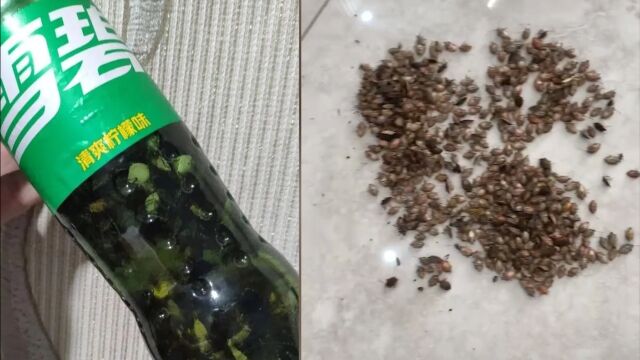 浙江多地现大量臭屁虫,网友装大半杯饮料瓶当药材卖,专家:应甄别