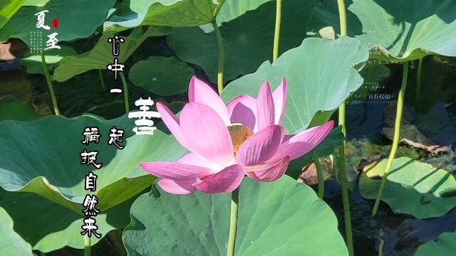 一藕一莲一荷花 藕花深处田田叶 叶上初生并蒂莲