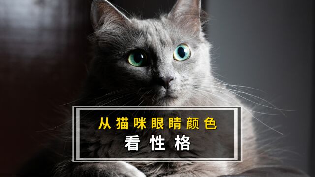 猫咪眼睛颜色暴露了它的性格,快来看准不准!