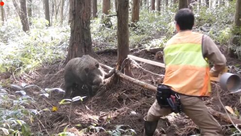 男子使用绳套活捉一头重达500多斤的大野猪