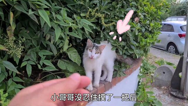 小哥哥喂猫喂出了一个后宫,结果遇到了一个爱吃醋的猫