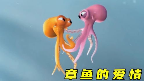 两只章鱼的爱情，你羡慕了吗？寓意短片：《章鱼的爱情》