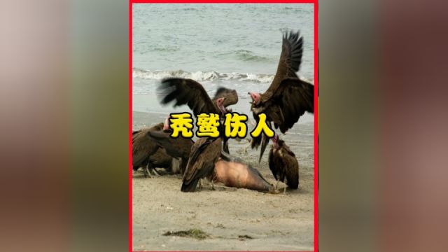 秃鹫为何会吃活人?仅用45分钟,女驴友就只剩一副白骨了