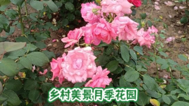 乡村美景月季花园