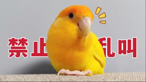 鹦鹉太吵怎么办？4个小窍门，解决你的烦恼！_高清