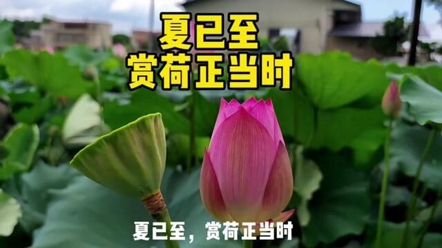 惠州赏荷哪里好,就来博罗石坝三嘉村,,,+上热门