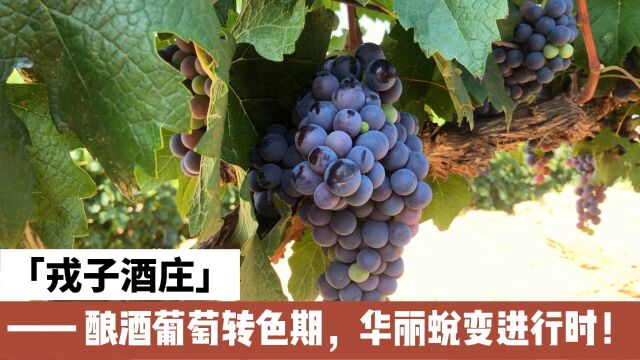 #戎子酒庄 酿酒葡萄转色期,华丽脱变进行时.