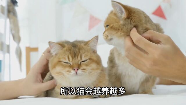 养猫必备技能:如何快速让新欢和旧爱,和平相处,诡计多端版#萌宠成精了