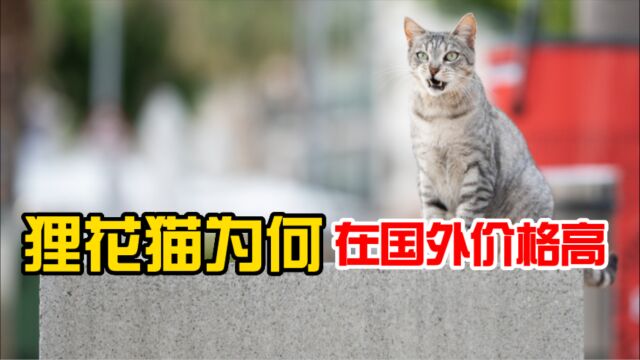 狸花猫为何在国外价格高?难道镀金了?