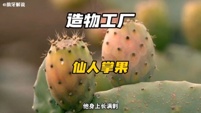 你们认识这种果子吗?#制作过程 #纪录片解说 #仙人掌果