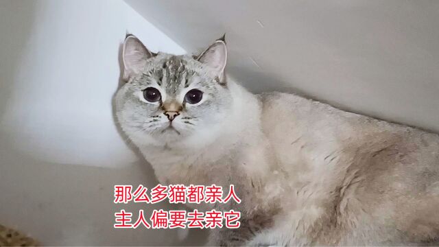 家里那么多猫都亲人,主人偏要去亲它,消失的它想不通:你图啥呀