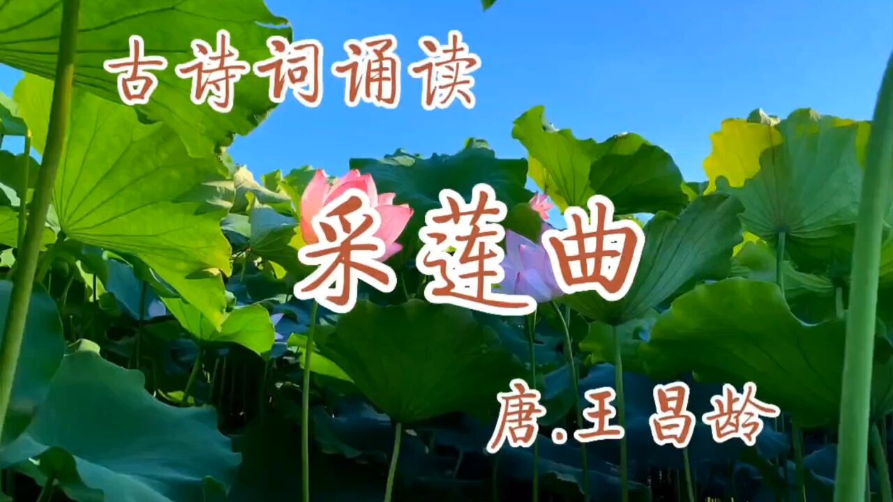 古诗词诵读：《采莲曲》唐.王昌龄_高清
