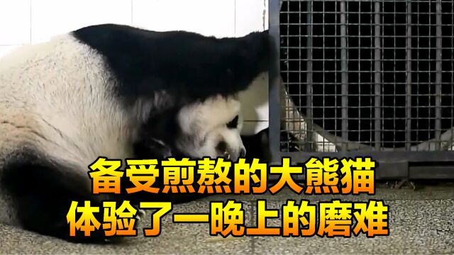 大熊猫突然一反常态,尝尽了一生中最痛苦的煎熬,难道发生了意外