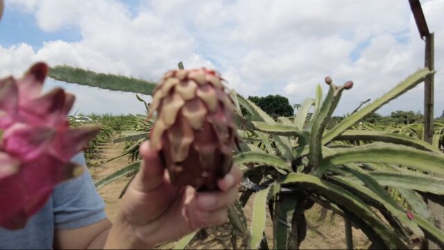 这个红心火龙果真的很特别,果子纯甜还易种植,花也很特别漂亮