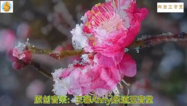 品乐赏花《花乐》,徵音丝声,静心养神